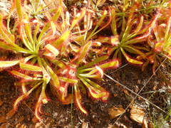 Drosera hilaris