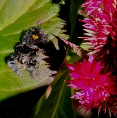 Phidippus audax