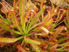 Drosera hilaris