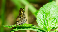 Ypthima baldus baldus