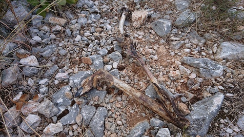 ირმისებრნი (Cervidae)