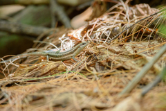 Trachylepis sechellensis