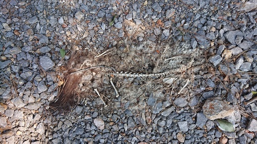 Glodavci (Rodentia)