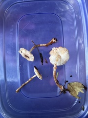 Lepiota castanescens