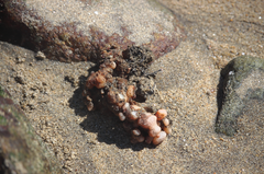 Pyura chilensis