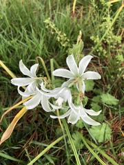 Ornithogalum nutans