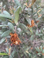 Grevillea floribunda