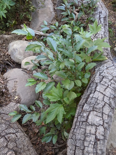 California Alder seedling
