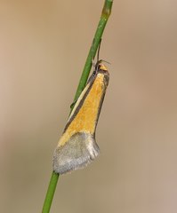 Philobota arabella