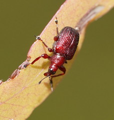 Euops falcata