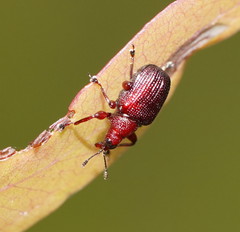 Euops falcata