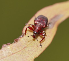 Euops falcata