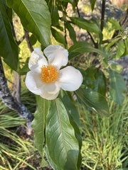 Franklinia