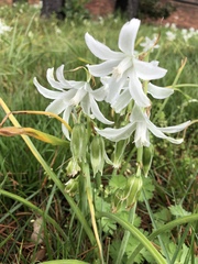 Ornithogalum nutans