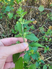 Dicliptera brachiata