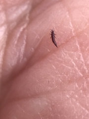 Klambothrips myopori