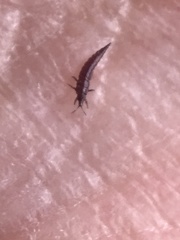 Klambothrips myopori