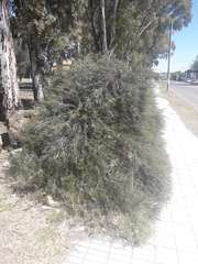 Prosopis humilis