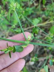 Dicliptera brachiata