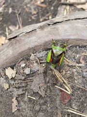 Hemisciera maculipennis