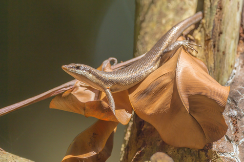 Seychelles Skink
