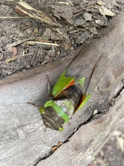 Hemisciera maculipennis