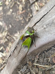 Hemisciera maculipennis