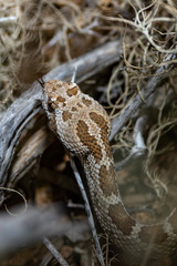 Crotalus enyo enyo