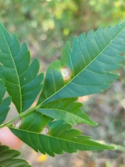 Pseudocercospora subsessilis