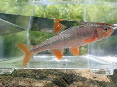 Lythrurus fasciolaris