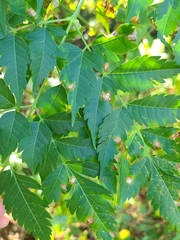 Pseudocercospora subsessilis