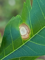 Pseudocercospora subsessilis