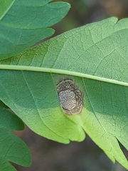 Pseudocercospora subsessilis
