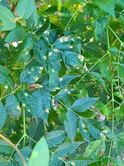 Pseudocercospora subsessilis