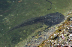 Pseudacris sierra