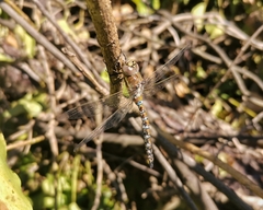 Rhionaeschna diffinis