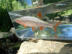 Lythrurus fasciolaris