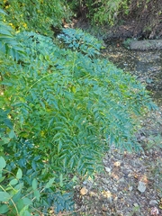 Pseudocercospora subsessilis