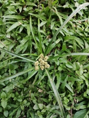 Cyperus luzulae