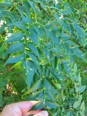 Pseudocercospora subsessilis