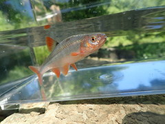 Lythrurus fasciolaris