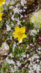 Anemonastrum speciosum