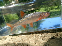 Lythrurus fasciolaris