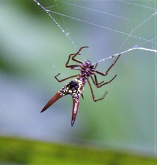 Micrathena sexspinosa