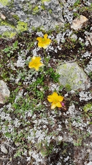 Anemonastrum speciosum