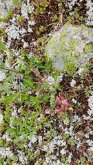 Anemonastrum speciosum