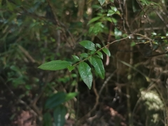 Rhamnus diffusa