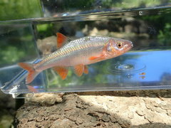 Lythrurus fasciolaris