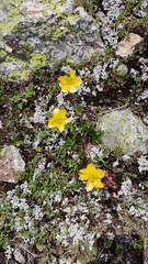 Anemonastrum speciosum