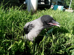 Corvus cornix